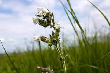 Flower of bladder Campion broad-leaved