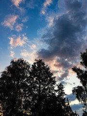 Fototapeta premium sunset in the forest