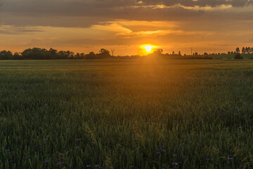 Fototapeta premium sunset over the field