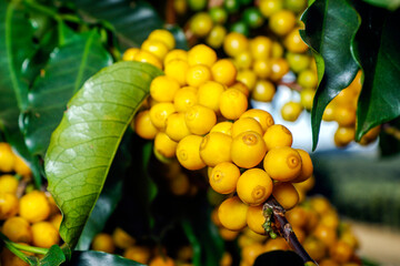 Farm coffee plantation in Brazil