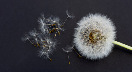 Dandelion with a white hat lies on a black background