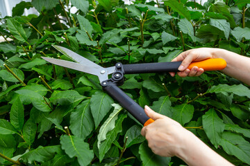 Hedge trimming. Cutting bushes by scissors. lilac Hungarian