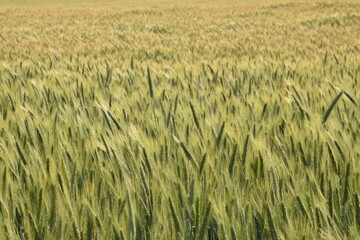 Field of grain during sunset
