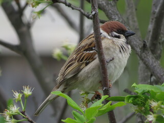 A Sparrow on a tree on a summer day