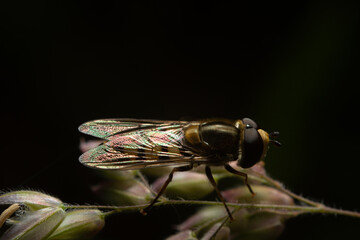 Macro closeup of a fly. The concept of photos of insects, arthropods. Close up of a fly with yellow...