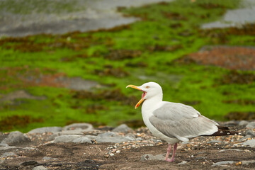 Large seagull stands on stone floor and has its beak open, green sea grass in the background. Netherlands.