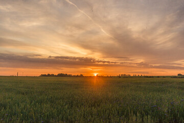 sunset over the field
