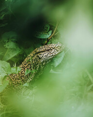 Bengal monitor lizard