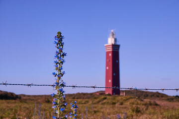 Ouddorp lighthouse, red tower with white top, blue sky and green meadow. Purple flower and barbed...