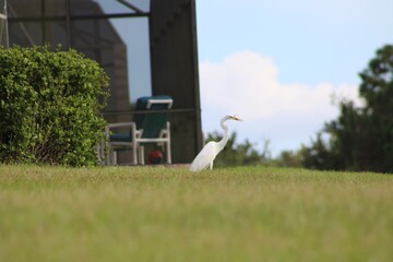Egret in Florida