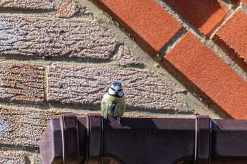 Bluetit bird perched on housing guttering