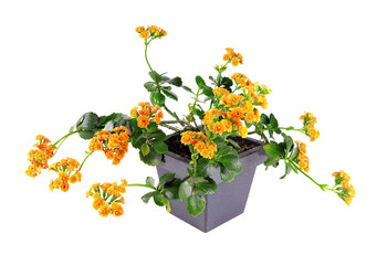 Flowers of Kalanchoe in a pot isolated on a white background. Houseplant, orange kalanchoe flowers. Blooming orange kalanchoe. orange Kalanchoe plant. House plant.