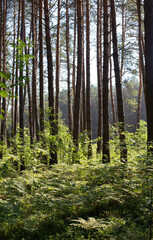 Fototapeta na wymiar pine forest with thickets of ferns
