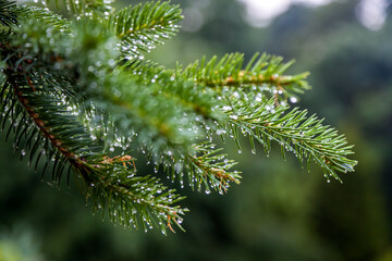 Naklejka na ściany i meble Spruce, branch with drops after the rain.Close-up.