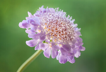 Macro of  lavender blue pin cushion flower isolated on green