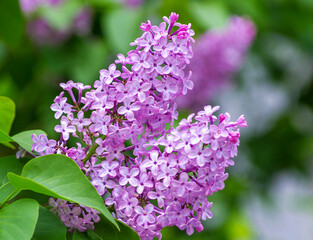 Blossom lilac flowers in spring.