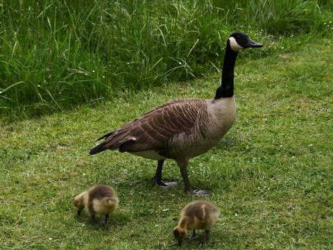Canada goose with two chicks on a meadow. Branta Canadensis. From the family of duck birds (Anatidae) and is considered the world's most common goose. Its original distribution area is North America