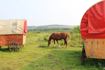 brown horse stand near covered old wagons on wheels and eat green grass. Counryside scene. Copy...