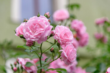 rose bush flowers during blossoming after rain