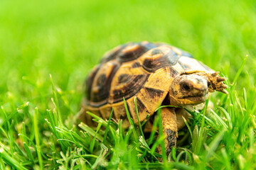 Tortuga rusa Testudo horsfieldii