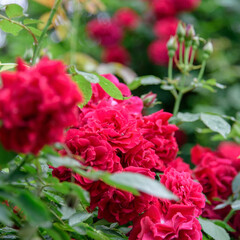 rose bush flowers during blossoming after rain