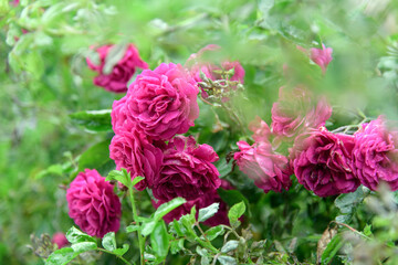 rose bush flowers during blossoming after rain