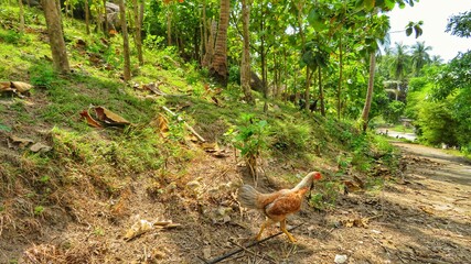 Wild chicken running in the tropical farm, surrounded by bright green grass and trees. Open landscape. 