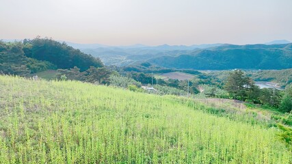 Obraz premium landscape with green grass