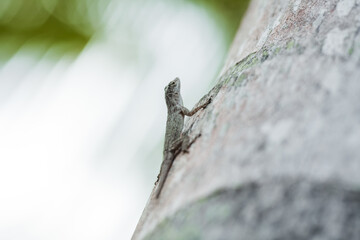 Small green lizard close up sitting on the tree