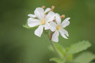 flores blancas