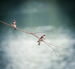 Small birds on the tree