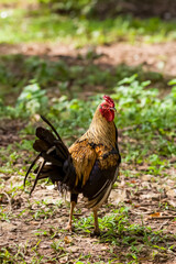 Aggressive rooster cock standing in green grass at farm yard looking to the camera and ready to attack 