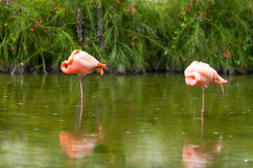 Pink flamingos standing and resting sleeping in the green pond outdoors in the zoo. Flamingo couple  