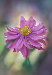 Pink Japanese windflower or anemone macro