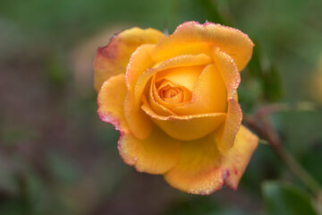 Orange Sahara rose flower macro on blurred background.