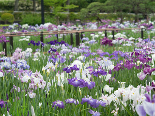 東京都　花菖蒲が満開の堀切菖蒲園
