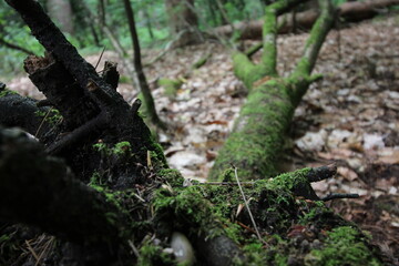 fallen tree covered in moss