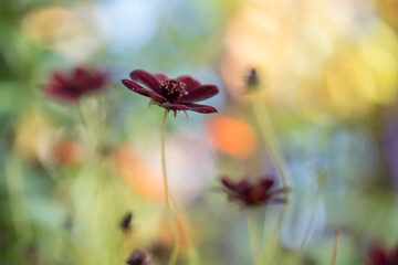 Dreamy image of Chocolate cosmos flowers