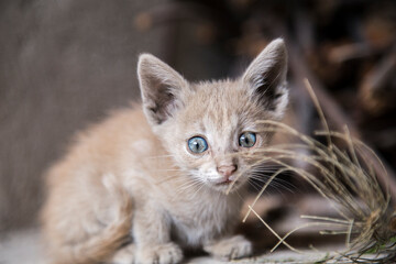 Fototapeta na wymiar small yellow cat with blue eyes