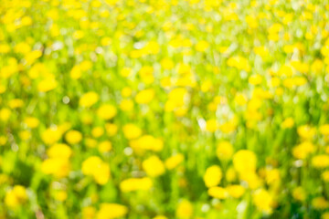 Blurred background of dandelion field in sunny day. Meadow of bright yellow dandelions and green grass with bokeh effect. Summer concept.