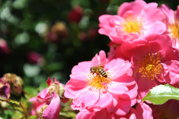 Bienenweide Rose rosa,
Bienenfreundliche Beetrose
