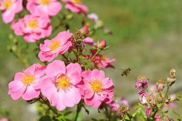 Fototapeta na wymiar Bienenweide Rose rosa, Bienenfreundliche Beetrose 