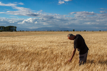 Naklejka na ściany i meble Farmer touching a golden ear of wheat in the wheat field