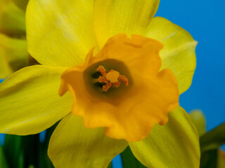Yellow daffodil.