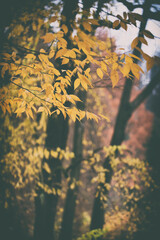 Golden yellow autumn trees foliage