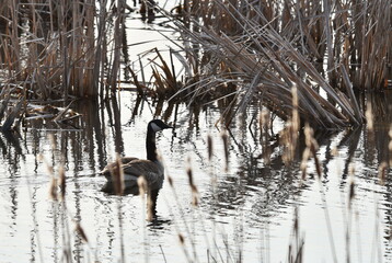 Goose and Reflection