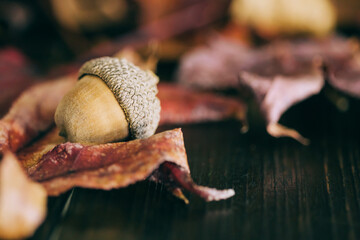 Close up of a dark rustic wood table with rustic maple leaves with bright autumn colors and acorns for the fall season
