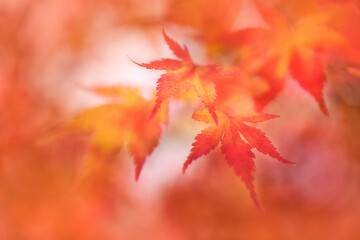 Dreamy red and orange autumn Japanese maple leaves