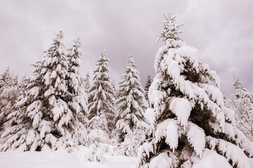 
Winter snowy forest scene
