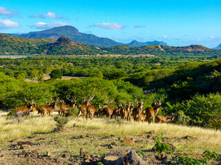 Cascavelle, Mauritius, June 24th, 2014 - Casela World of Adventures nature park, Cascavelle, Mauritius